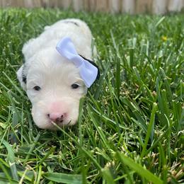 Princess Rosalina-White - White female Bernedoodle puppy in Casper, Wyoming from 307 Doodles