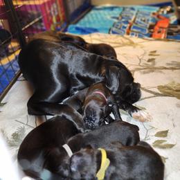 Boxer Puppies from Andrus Family Boxers