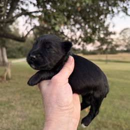 Tater - Black male Miniature Schnauzer puppy in Silver Creek, Mississippi from Mamie’s Minis, LLC