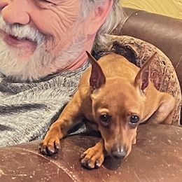 Miniature Pinscher puppies from RisingStar Miniature Pinschers