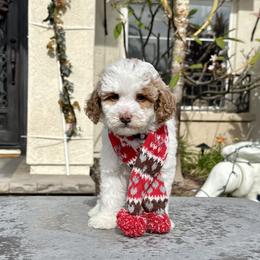 Boy 1 - Parti male Goldendoodle puppy in San Diego, California from Goldendoodles & Poodles of San Diego