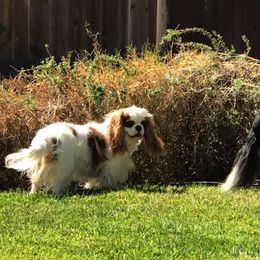 Cavalier King Charles Spaniel All Grown Up from Elizabeth Kessinger
