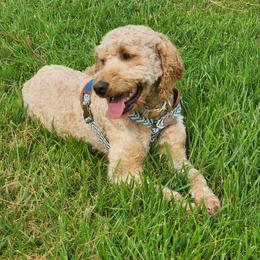 Liesl - Goldendoodle
