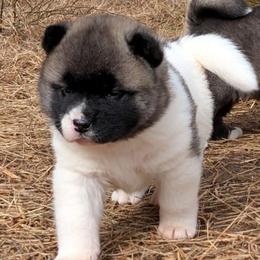 Yuri's Girl 4 - White female Akita puppy in South Carolina from Sierra Mountain Akitas