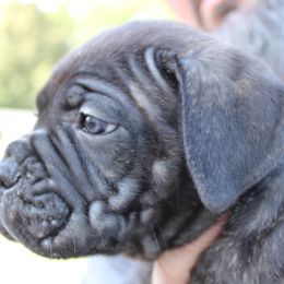 Cane Corso Puppies from Steel Legacy Cane Corso