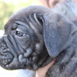 Cane Corso Puppies from Steel Legacy Cane Corso