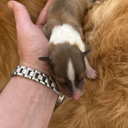 Jefferson - Sable and white male Collie puppy in Abilene, Texas from Regal Lassie's