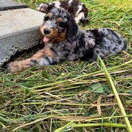 Judy - Blue merle female Bernedoodle puppy in Savannah, Missouri from Rose Creek Mini Aussies and doodles
