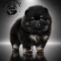 Bryson - Black and tan male Pomeranian puppy in Fultonville, New York from Sandy Aussies & Pomeranians