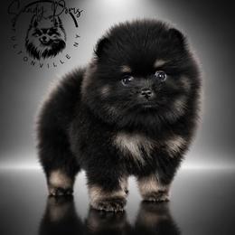Bryson - Black and tan male Pomeranian puppy in Fultonville, New York from Sandy Aussies & Pomeranians