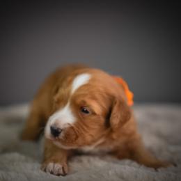 Sinatra - Red male Bernedoodle puppy in Caldwell, Idaho from Boise Doodle Co.