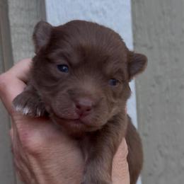 Jewel - Chocolate female Pomsky puppy in Spring Hill, Florida from PDQ Pomskies