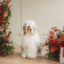 Old English Sheepdog All Grown Up from Cheshire Old English Sheepdogs