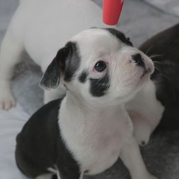 4x4 - White male French Bulldog puppy in Houston, Texas from Kiss My Frenchies