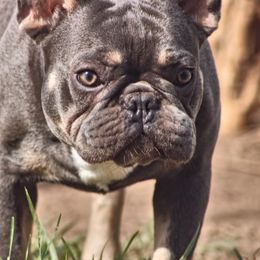 Beast - French Bulldog