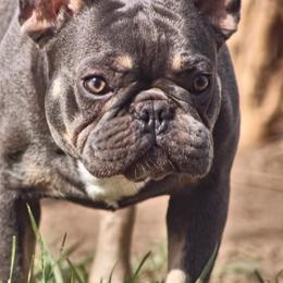 Beast - French Bulldog