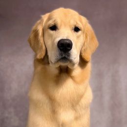 Boba - Golden Retriever