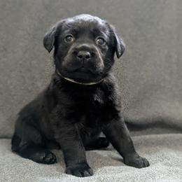 Juniper - Black female Labrador Retriever puppy in Lithonia, Georgia from Marmolejos Labs