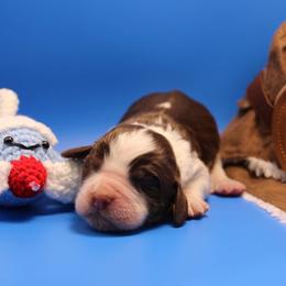 American - Tri-Roan male English Springer Spaniel puppy in Eastman, Georgia from Mossy Creek Springers