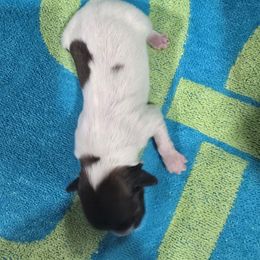 Gabriel - Red white and sable male Papillon puppy in Hollister, Missouri from Swan Creek Kennel