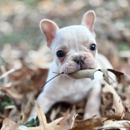 Pecan - Cream female French Bulldog puppy in Opelika, Alabama from Fancy Face Frenchies