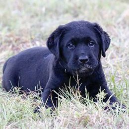 Labrador Retrievers from Mar-Moye Labradors