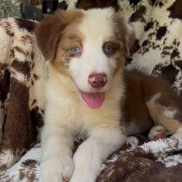 Dream Float - Red merle male Australian Shepherd puppy in Wayne, West Virginia from Creek Side Aussies & Doodles