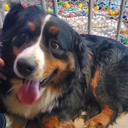 Aila - Bernese Mountain Dog