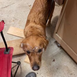 Golden Retriever All Grown Up from Golden Acres LLC