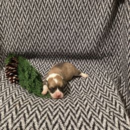 Boy 1 - Red male Pembroke Welsh Corgi puppy in Narvon, Pennsylvania from Corgi Companions (license number 18998)