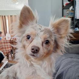Bendito - Chihuahua