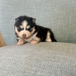 Queen - Black and white female Pomsky puppy in Mesa, Arizona from Platinum Pomskies