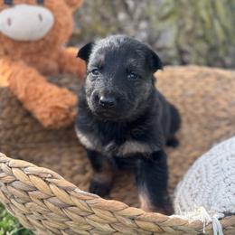Keira - Bi-color female German Shepherd puppy in Dover, Delaware from Fornax
