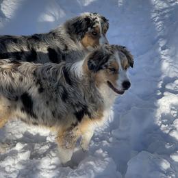Molly - Australian Shepherd