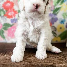 Cavapoo Puppies from Ruby's Cavapoos