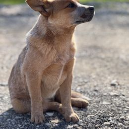 Australian Cattle Dog Puppies from RedHorizon AKC Australian Cattle Dogs (Heelers)