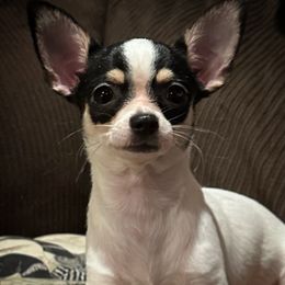 Freya - Chihuahua