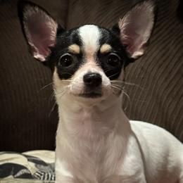 Freya - Chihuahua