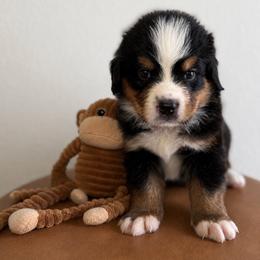 Dumpling - Tri-color male Bernese Mountain Dog puppy in Yuciapa, California from AlltheDoodlez_