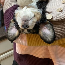 Bernedoodle Puppies from Big Sky Bernedoodles and Poodles