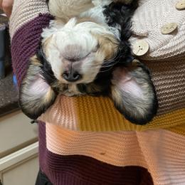 Bernedoodle Puppies from Big Sky Bernedoodles and Poodles