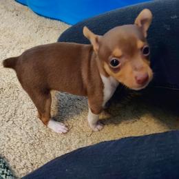 Rat Terrier Puppies from Country Rat Terriers