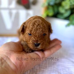 Cache- Green Collar - Red male Cavapoo puppy in St George, Utah from Picture Perfect Doodles
