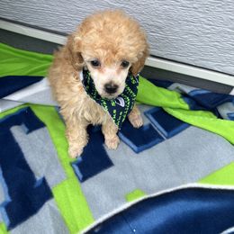 Goldendoodle and Poodle Puppies from South Sound Doodles