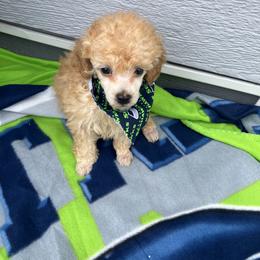 Goldendoodle and Poodle Puppies from South Sound Doodles