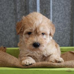 Kelly - Cream male Whoodle puppy in West Bend, Iowa from Blue Skies Terriers