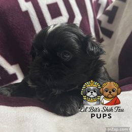 Franklin - Black male Shih Tzu puppy in Walkertown, North Carolina from Lil’ Bit’s Shih Tzu