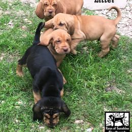 Bloodhound Puppies from Rays Of Sunshine Bloodhounds