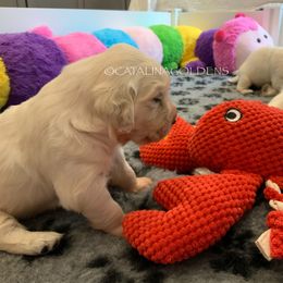 Golden Retriever Puppies from “Catalina Goldens” European Pedigree Companions