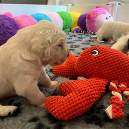 Golden Retriever Puppies from “Catalina Goldens” European Pedigree Companions